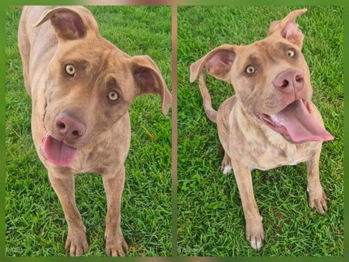 Photo of Ella, adoptable Labrador Retriever in Albuquerque, New Mexico
