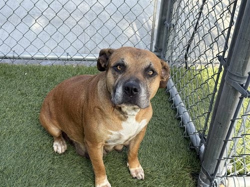 Photo of Canela, adoptable Pit Bull Terrier in Gardena, California