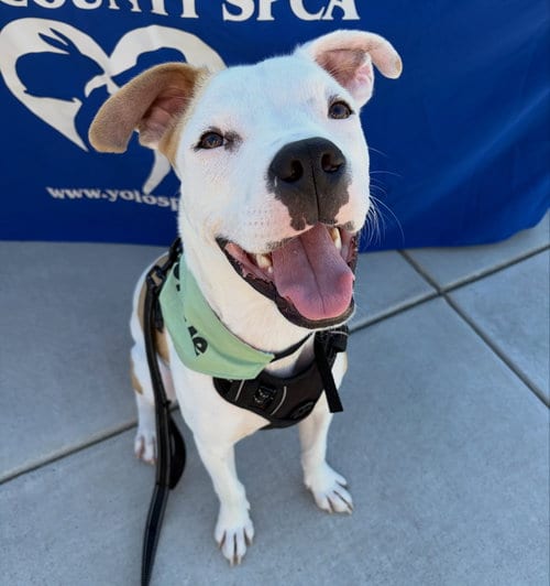 Photo of Noor, adoptable American Pit Bull Terrier in Davis, California