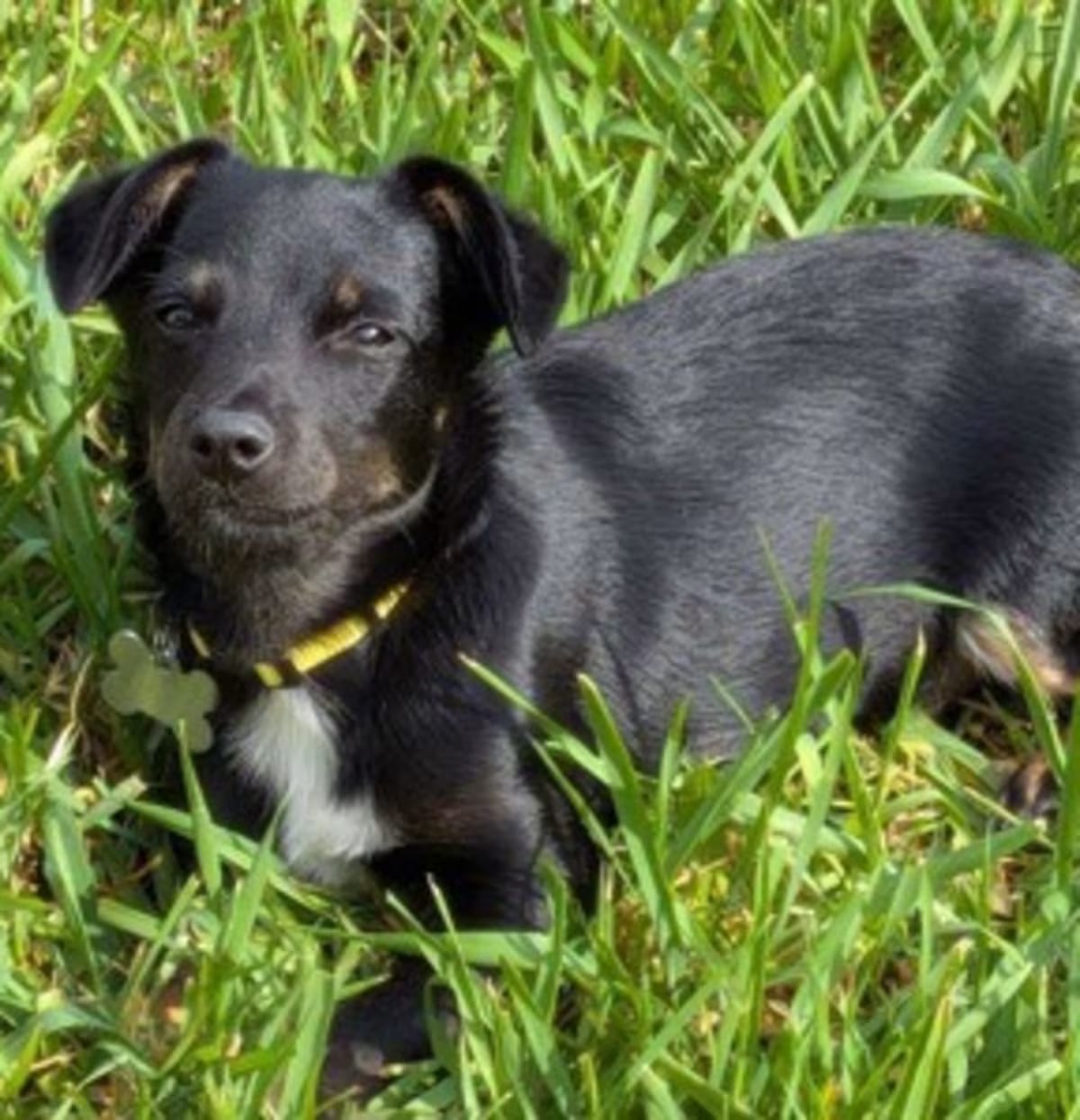 Photo of Biscut, adoptable Terrier (Unknown Type, Medium) in Palatine, Illinois