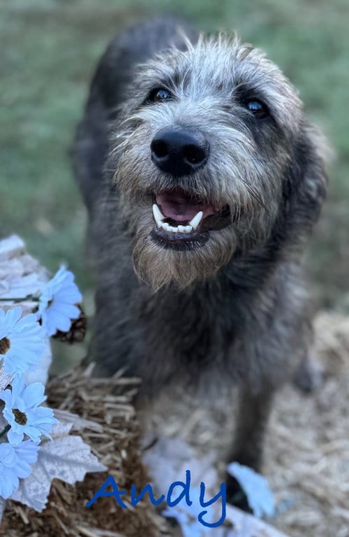 Photo of Andy and Benji, adoptable Schnauzer in Conway, Arkansas