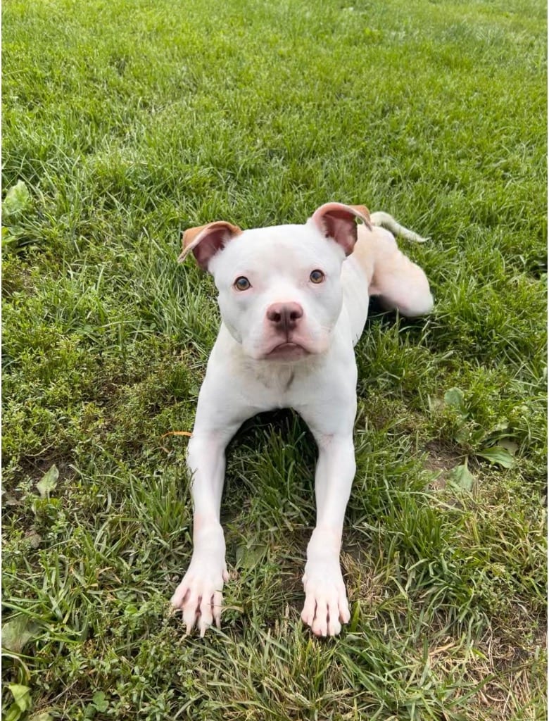 Photo of Alba, adoptable Pit Bull Terrier in New Cumberland, West Virginia