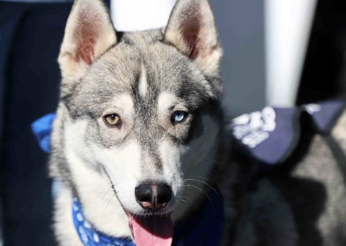 Photo of Kasper, adoptable Siberian Husky in Walnut Creek, California