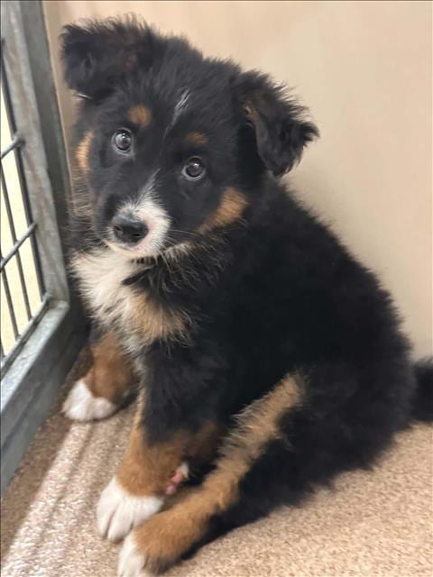 Photo of Celsius, adoptable German Shepherd Dog in Hayward, California