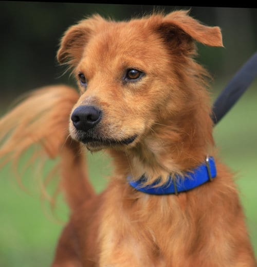Photo of Deo, adoptable Golden Retriever in North Fort Myers, Florida
