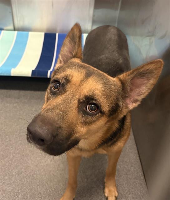 Photo of Akuma, adoptable Mixed Breed