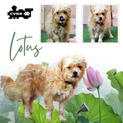 Photo of Lotus, adoptable Shih Tzu in Lindsay, California