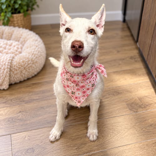 Photo of Miranda, adoptable Australian Cattle Dog/Blue Heeler in Phoenix, Arizona
