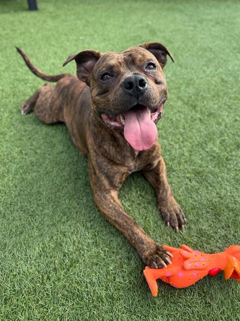 Photo of Fizz, adoptable Staffordshire Bull Terrier in San Francisco, California