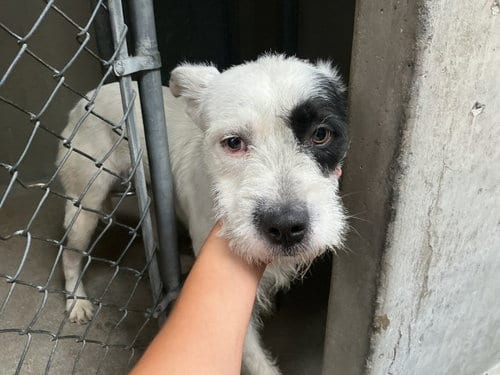 Photo of Dino, adoptable Terrier in San Bernardino, California