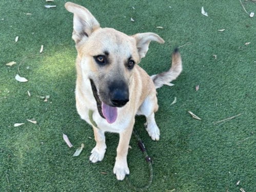 Photo of Hanzel, adoptable German Shepherd Dog in Van Nuys, California