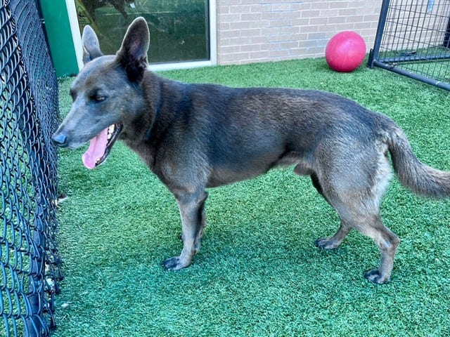 Photo of Aries, adoptable Mixed Breed