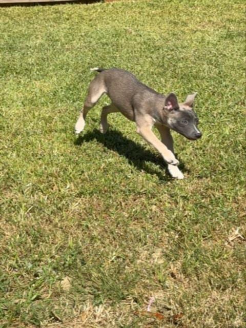 Photo of Shoe Lace, adoptable Staffordshire Bull Terrier in Houston, Texas