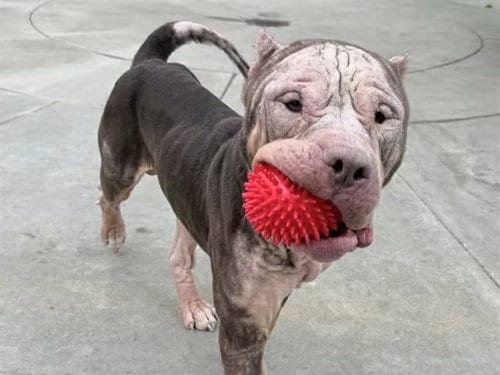Photo of Mario, adoptable American Bulldog in Martinez, California