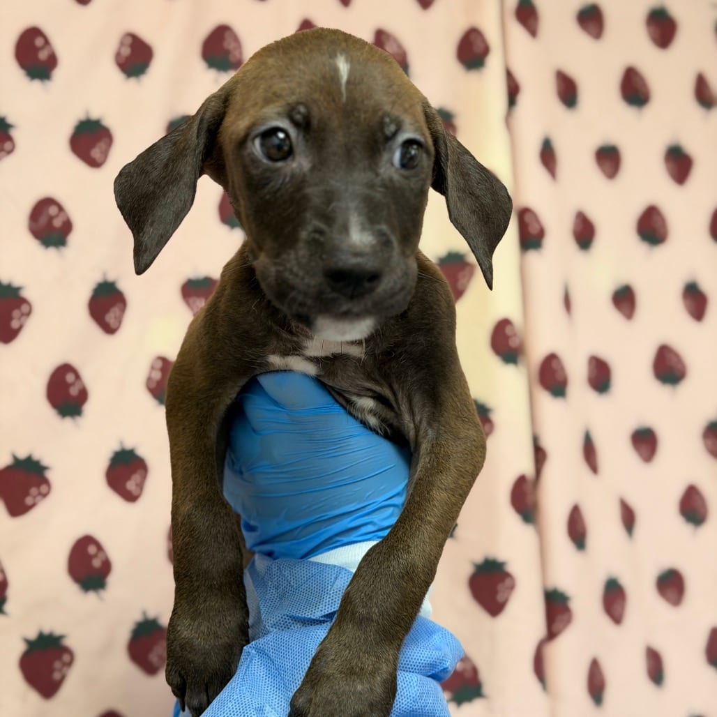 Photo of Elinore, adoptable Terrier / Mix in San Antonio, Texas