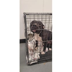 Photo of Pongo, adoptable Mixed Breed (Medium) in New Castle, Delaware