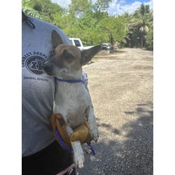 Photo of Lily, adoptable Rat Terrier in Doral, Florida