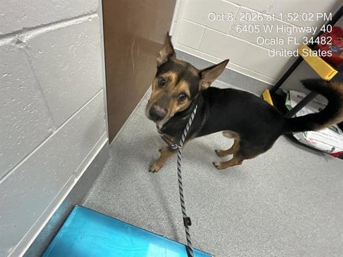 Photo of Oliver, adoptable Cardigan Welsh Corgi in Ocala, Florida