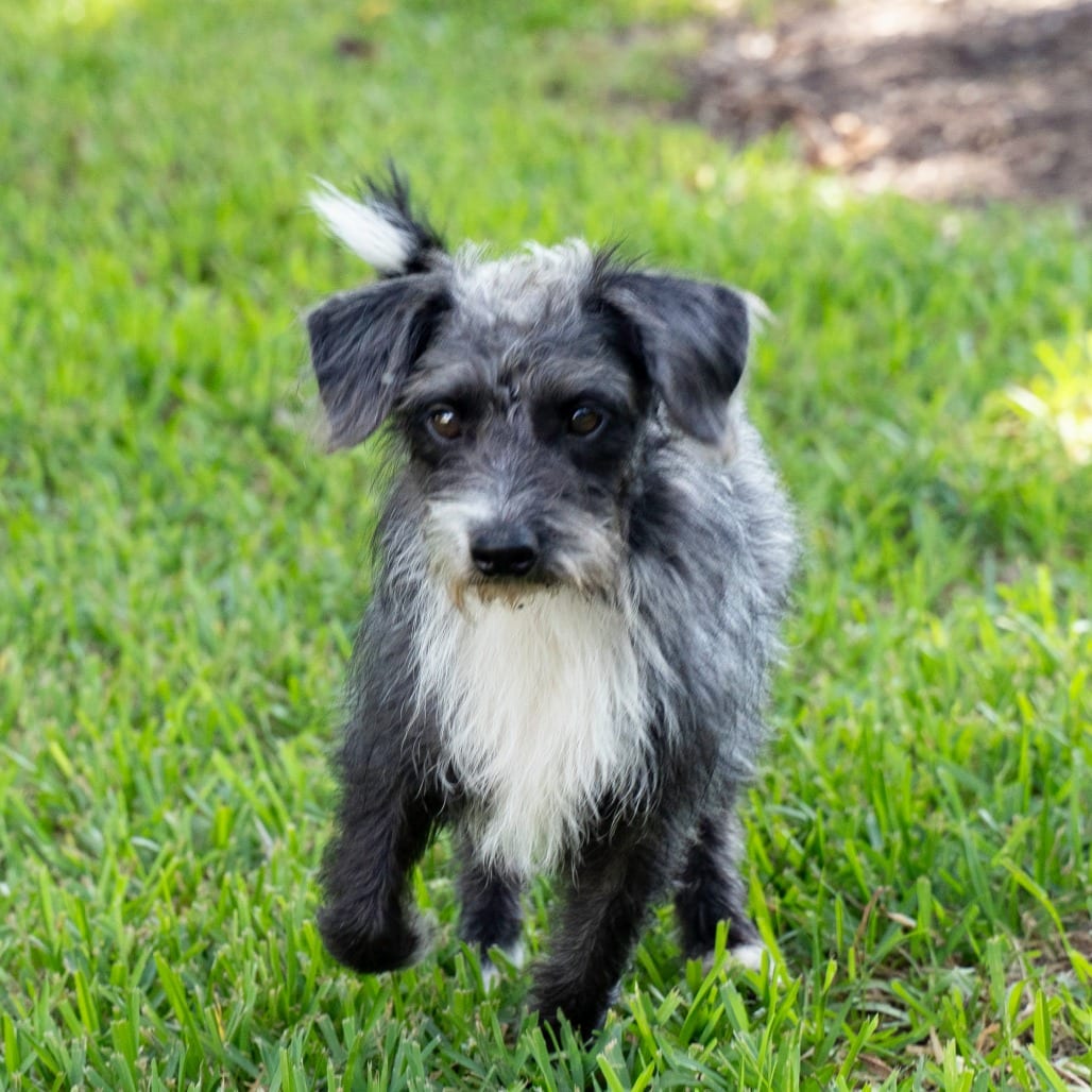 Photo of Jillie, adoptable Terrier in Santa Fe, Texas