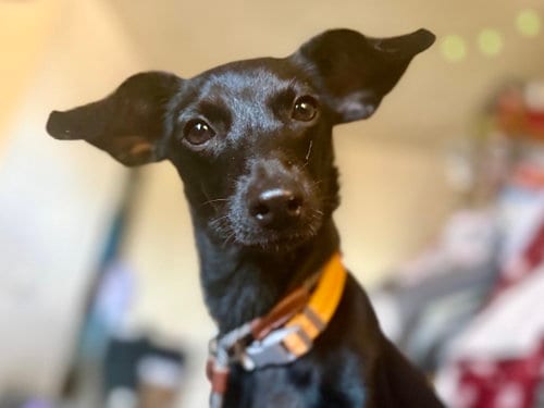 Photo of Violet, adoptable Unknown breed (short coat) in Tucson, Arizona