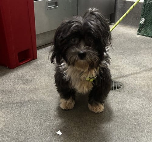 Photo of Marvin, adoptable Shih Tzu in Forestville, Maryland