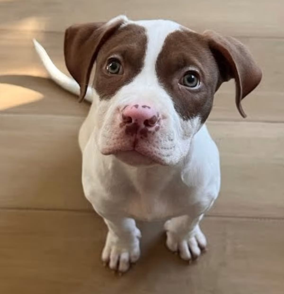 Photo of Crosby, adoptable Mixed Breed (Medium) in Edwardsville, Illinois