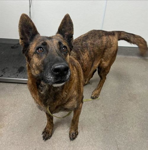 Photo of A128788, adoptable Dutch Shepherd in HESPERIA, California