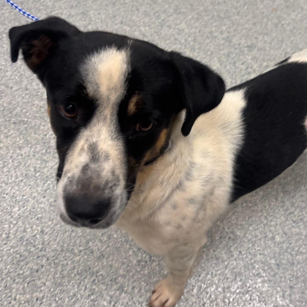 Photo of Sebastian, adoptable Hound / Terrier in Spartanburg, South Carolina