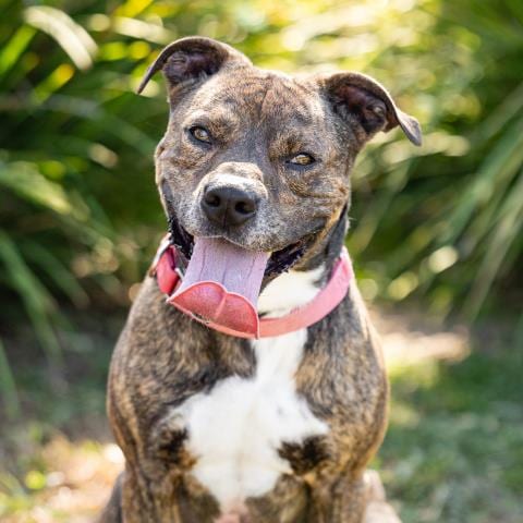 Photo of Dalton, adoptable Pit Bull Terrier in Camarillo, California