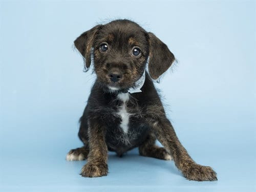 Photo of Baby, adoptable Labrador Retriever in Phoenix, Arizona
