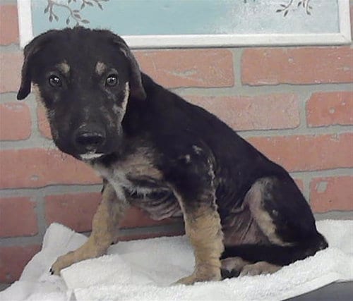 Photo of A2101229, adoptable Staffordshire Bull Terrier in Houston, Texas