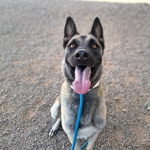 Photo of Harley, adoptable Belgian Shepherd Malinois in Mesa, Arizona