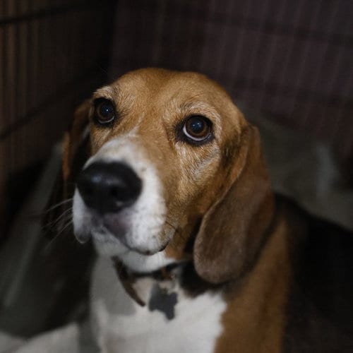 Photo of Mickey, adoptable Beagle in San Antonio, Texas