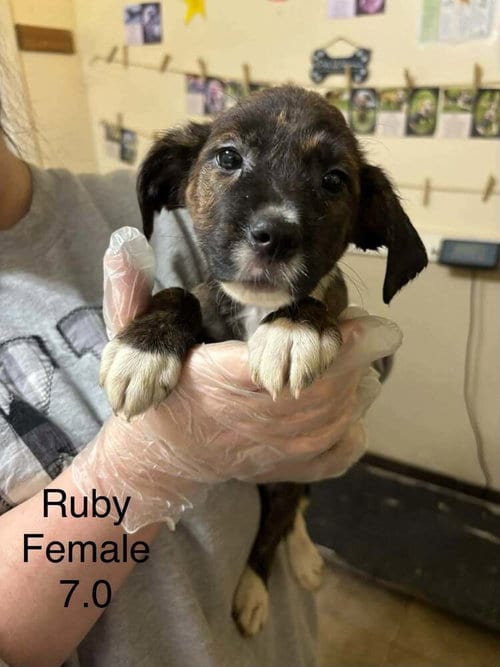 Photo of Johnson Rs : Ruby, adoptable Boxer in Aurora, Indiana