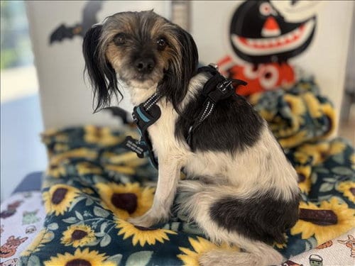 Photo of Oreo, adoptable Cavalier King Charles Spaniel in San Pedro, California