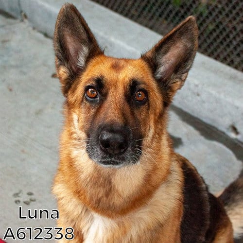 Photo of Luna, adoptable German Shepherd Dog in Sacramento, California