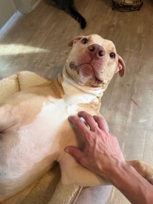 Photo of Goofy Goober, adoptable dog in Chamblee, Georgia
