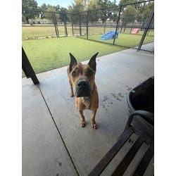 Photo of Astro, adoptable Mixed Breed (Medium) in Baton Rouge, Louisiana