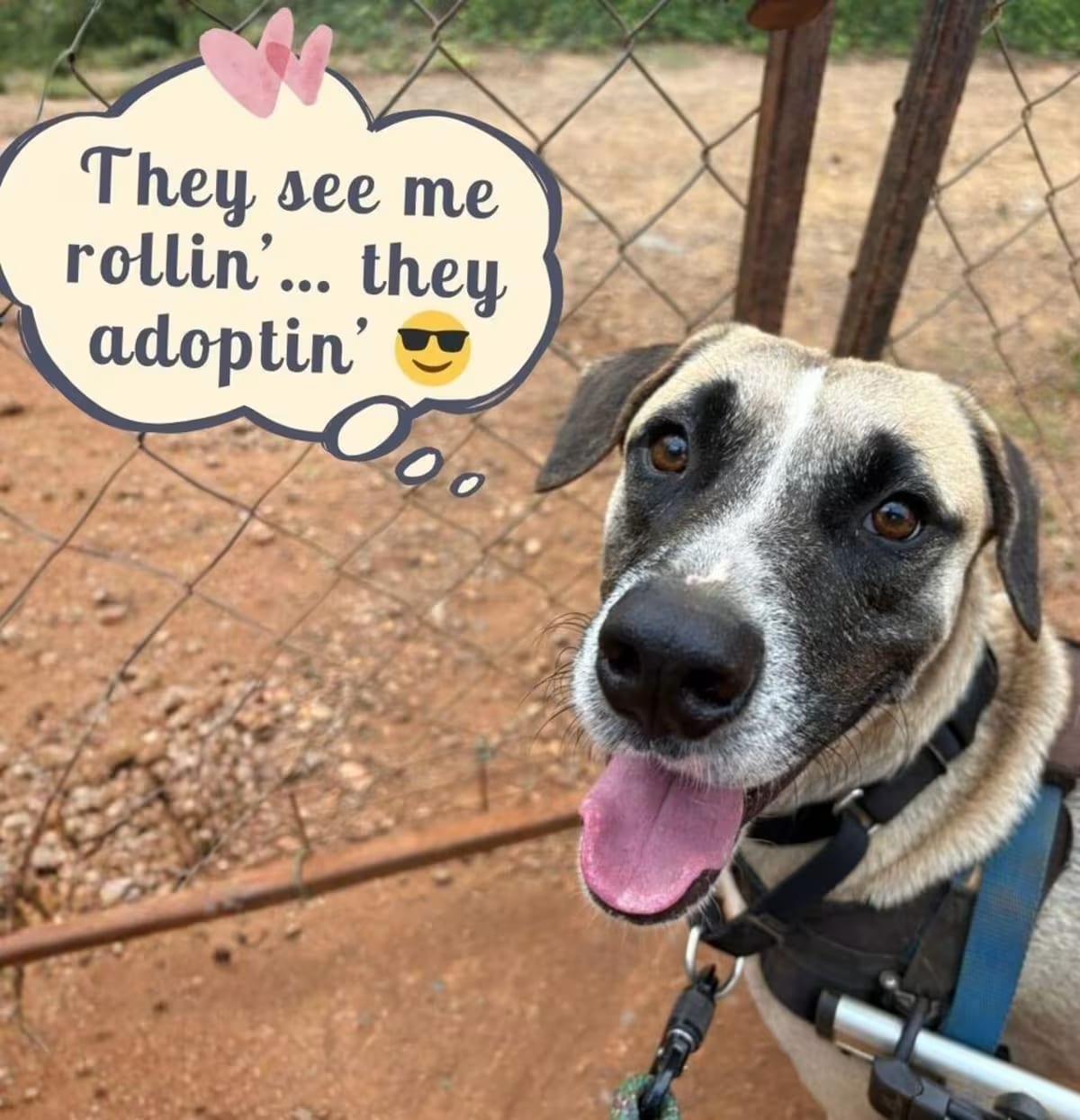 Photo of Camilo, adoptable Mixed Breed (Medium) in Downey, California