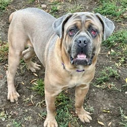 Photo of Zeus, adoptable Cane Corso in Aurora, Colorado