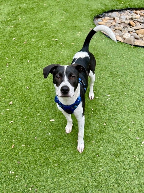 Photo of Rocky, adoptable Unknown breed in Mcclellanville, South Carolina