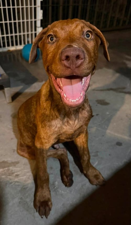 Photo of Calzone, adoptable Vizsla in Cave Creek, Arizona