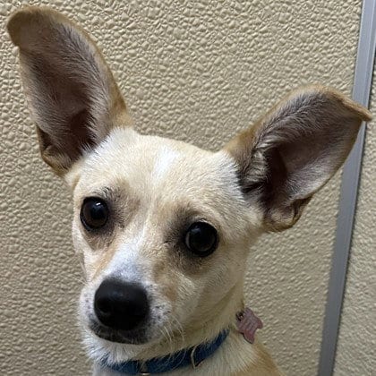 Photo of Carey Martin, adoptable Unknown breed (short coat) in Pleasanton, California