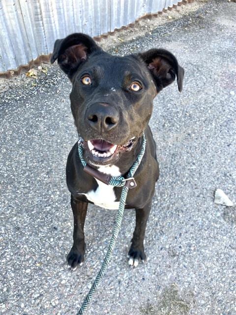 Photo of Alma, adoptable American Pit Bull Terrier in Albuquerque, New Mexico