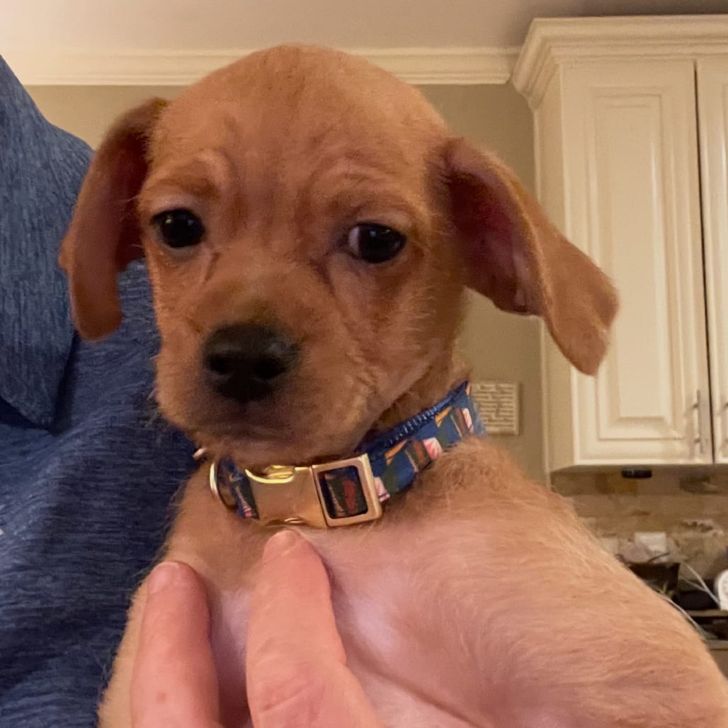 Photo of Fred, adoptable Chihuahua in Georgia, Georgia