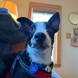 Photo of Pachinko, adoptable Australian Cattle Dog in Fort Collins, Colorado