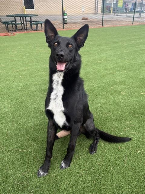 Photo of Shang Tsung, adoptable Labrador Retriever in Castaic, California
