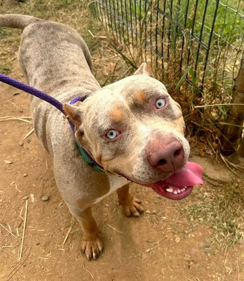 Photo of Big Booty Judy, adoptable Pit Bull Terrier in Sacramento, California