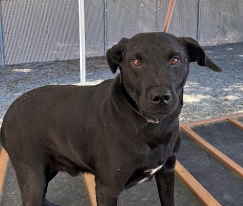 Photo of Pepsi, adoptable Labrador Retriever in Palmetto, Florida