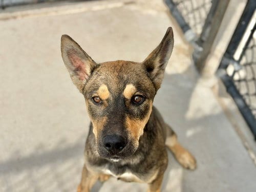 Photo of Leonard, adoptable German Shepherd Dog in Tulsa, Oklahoma